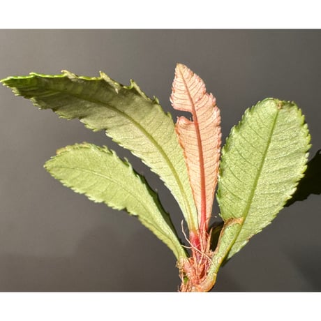 Sauvagesia serrata from West Kalimantan