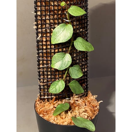 Ficus sp. from Murung raya [LA0515-05]