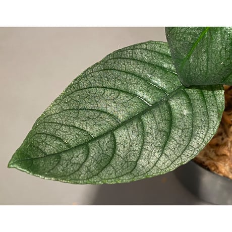 Ophiorrhiza? sp. "Kab. Sanggau" Kal barat [TB]