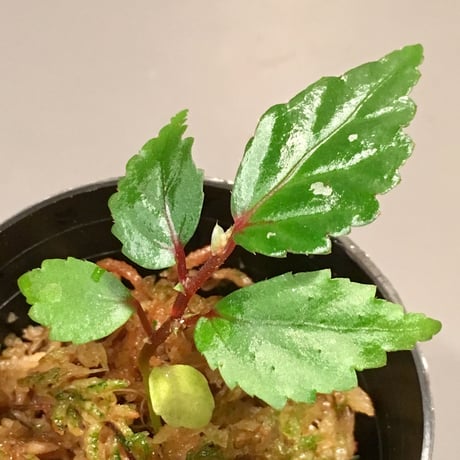 Begonia sp. "Matang-3" from Matang Sarawak [RIO]