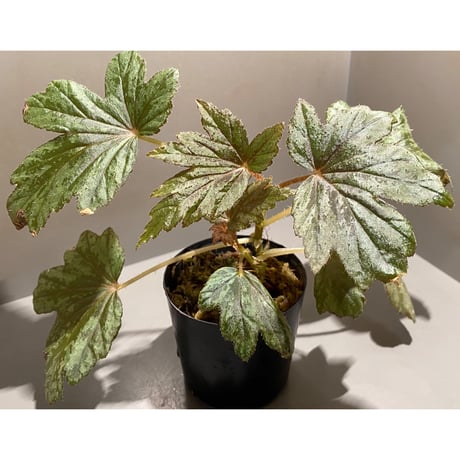 Begonia cv. Jaggy [LA0314-00-f1]