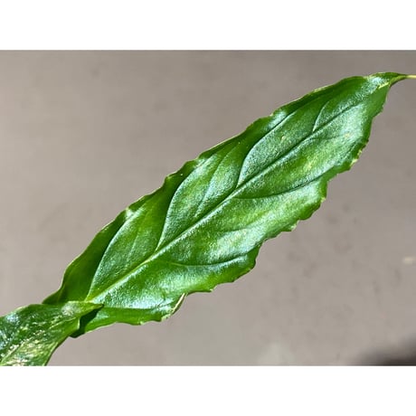 Homalomena sp. "Euclase" from Riau sumatera [LA0518-02]①