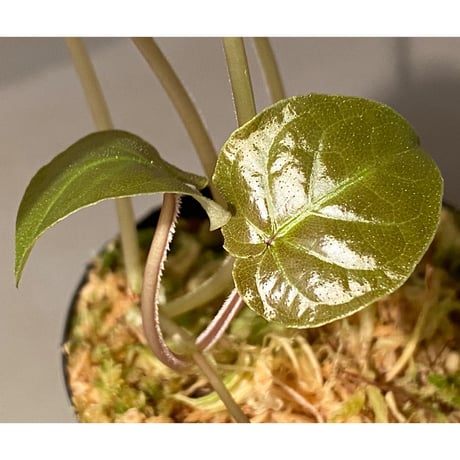 Unknown from Iquitos Peru [tanakay]