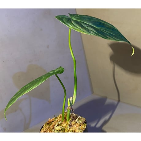 Philodendron triumphan