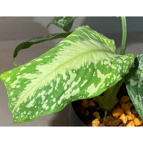 Schismatoglottis Rongisupata from West Kalimantan [KN]