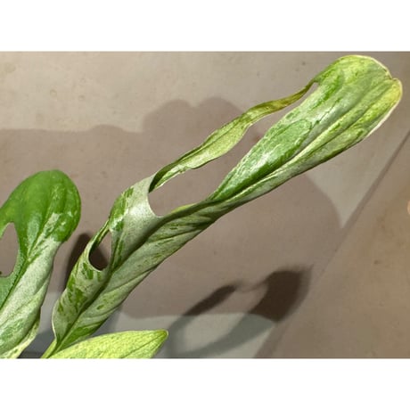 Monstera adansonii 'variegata'
