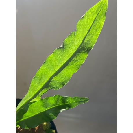 Microsorium sp. from Krabi Southern Thailand
