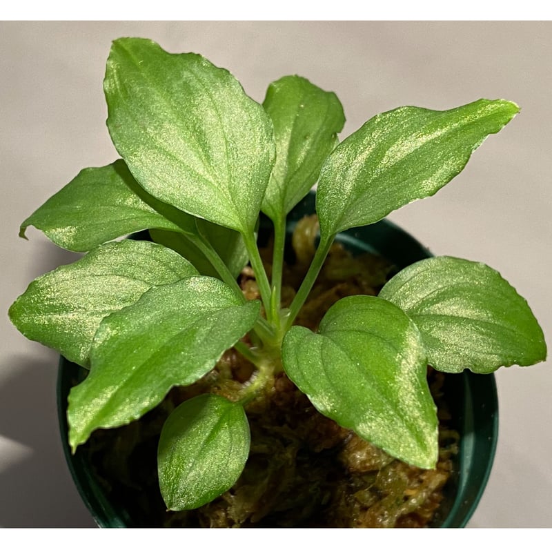 Homalomena sp. 