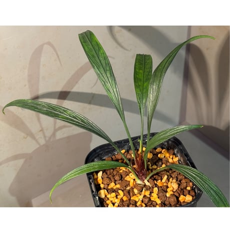 (大株) Josefia intricata (旧Aridarum perisai) from Kalteng [AZ1122-otr]