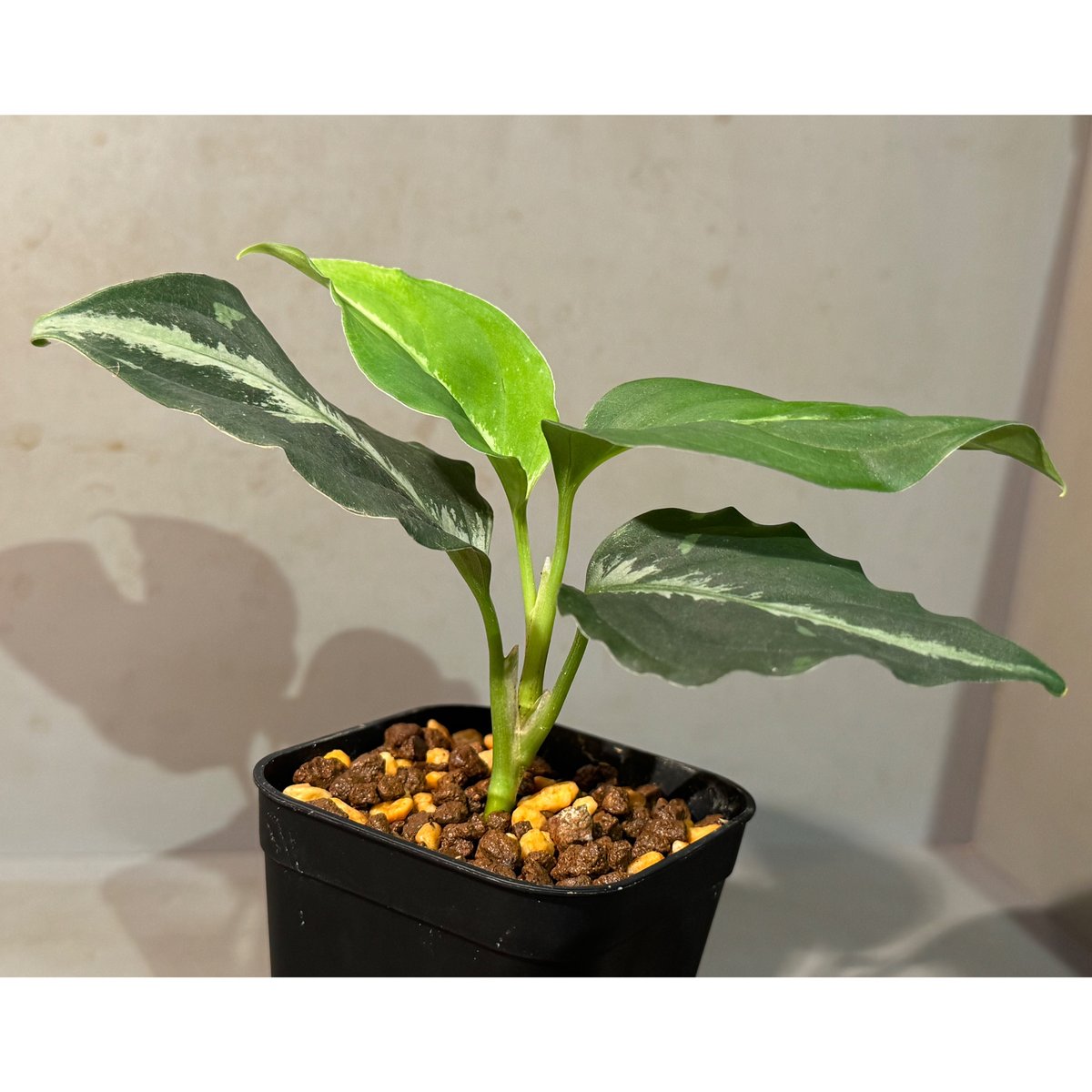 アグラオネマ　五月雨 Aglaonema pictum GW1603 