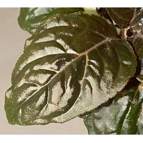 Nautilocalyx pallidus