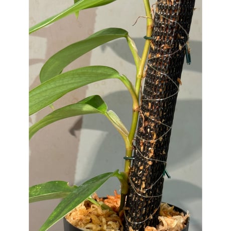 Philodendron sp. from Colombia [tanakay]