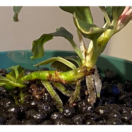 Bucephalandra  sp. from Kapuas Hulu