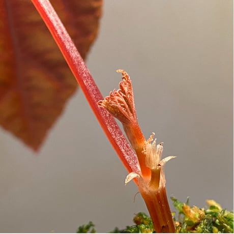 Begonia integrifolia from Satun Thailand