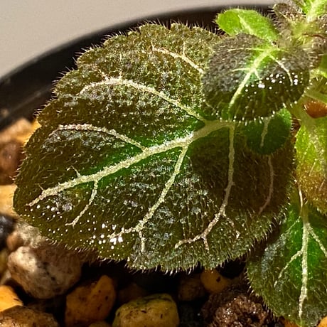 Pearcea hypocyrtiflora from South America