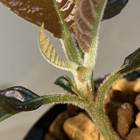 Ardisia sp. from South Thailand