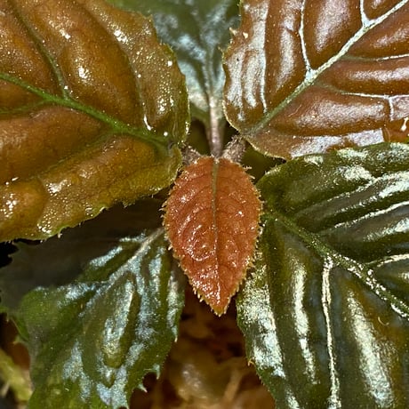 Ardisia sp. from Bengkulu [LA0315-1]