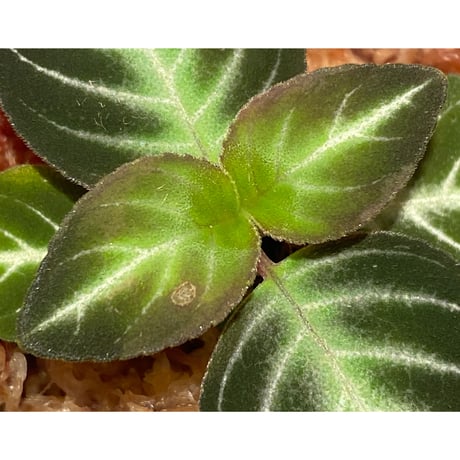 Gesneriaceae gen. from Kalimantan Barat