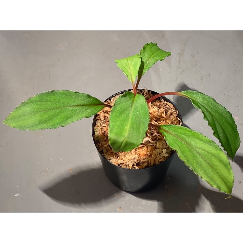 Homalomena sp.竜鱗 Riau【LA0815-01】ホマロメナ Homalomena sp. from Riau sumatera [LA0815-01] |