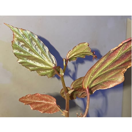 Begonia sp. "Crazy pink" from Lampung sumatera [LA1118-03]