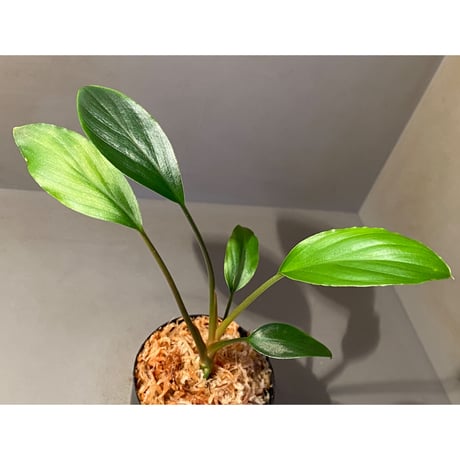 Homalomena sp. Sekadau Selatan ①