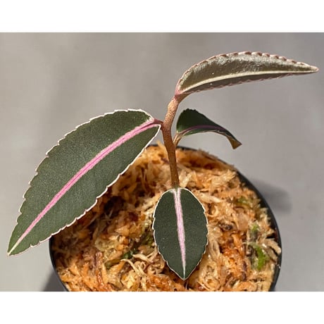 Labisia pumila from Solok sumatera [LA0616-03]