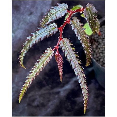 Begonia pteridiformis from Thailand