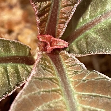 Hoffmannia refulgens