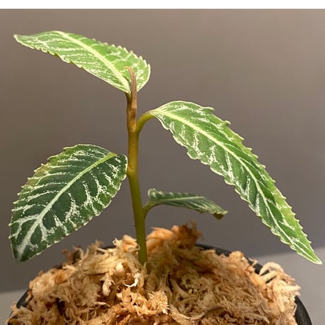 Ardisia sp. from  Sumatera barat [TB]