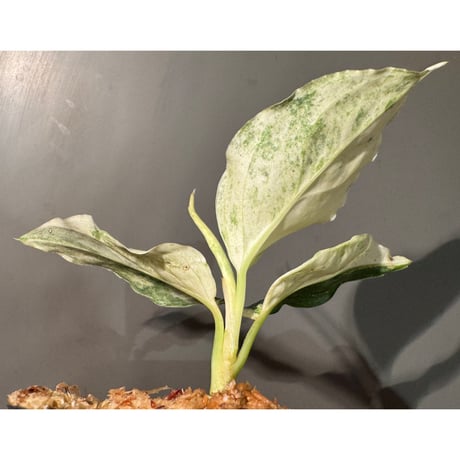 Aglaonema pictum "Variegated" from Aceh sumatera