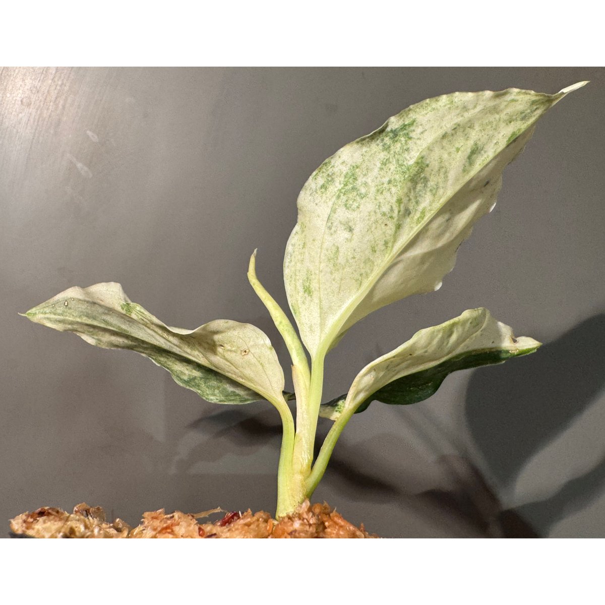 Aglaonema pictum 