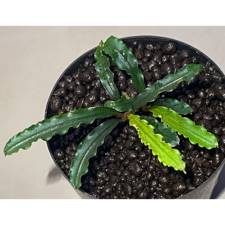 (２芽立ち) Bucephalandra sp. "MEDUSA"