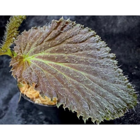 Begonia sp. from Kapuas hulu