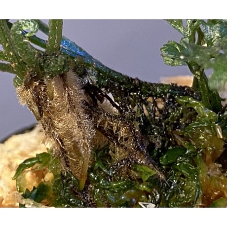 Bolbitis heteroclita cuspidata