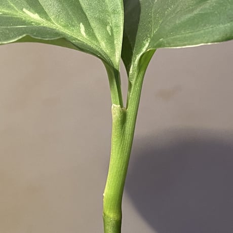 Aglaonema pictum CW1302 モザイク "Sumatra barat" [TB]