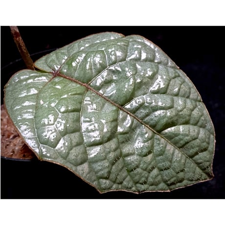 Pterisanthes sp. from Sabah-1 [R0515-01a]