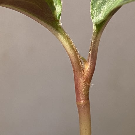 Geogenanthus undatus from Tarapoto Peru [tanakay]