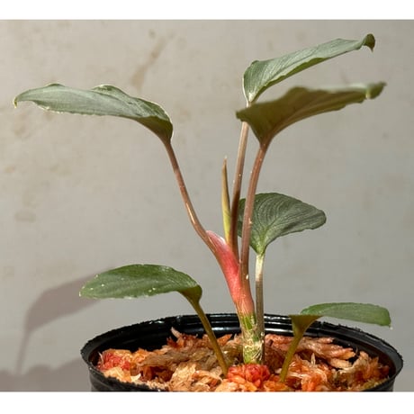 Homalomena sp. "Red" from Bogor ②