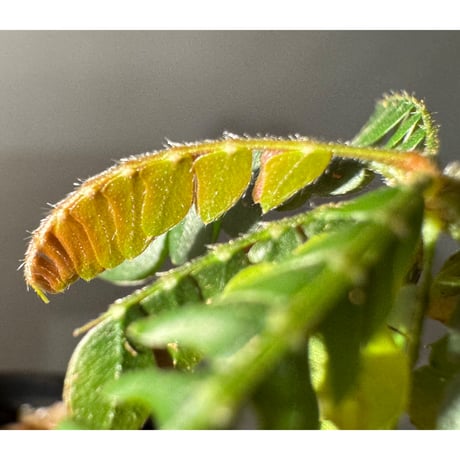 Biophytum cf. sensitivum [LA]