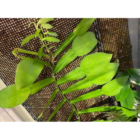 Epipremnum sp. from Khlong Yai Trat Thailand