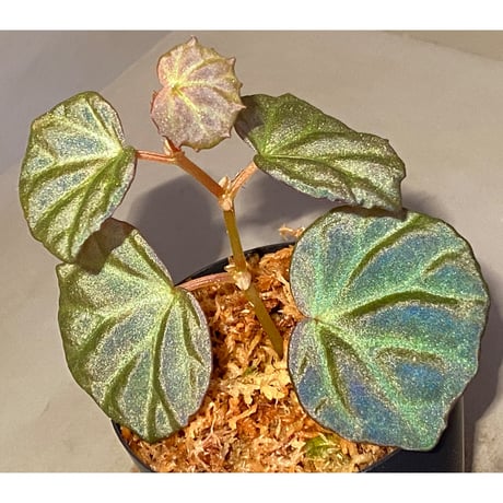 Begonia sp. from Sarawak
