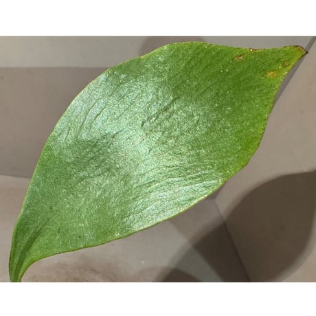 Antrophyum sp. from Aceh sumatera ②