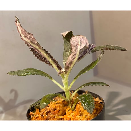 Nautilocalyx pemphidius