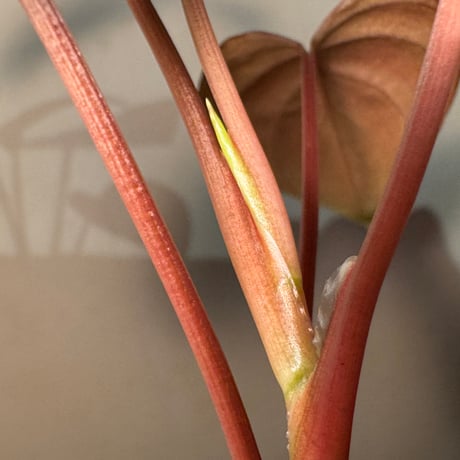 Homalomena sp. "Ultron Prime" from Riau Sumatera