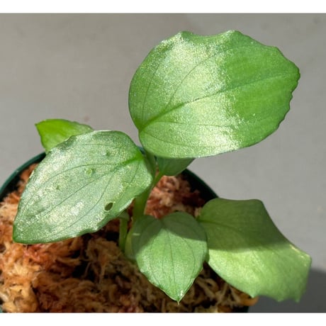 Homalomena sp. "Silver Bullet GG" from P.Linga [AZ0917-1] ②