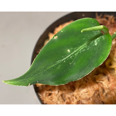 Aglaonema pictum GW1908 プレリュード"Padang sidempuan" [TB]