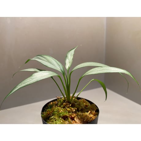 Homalomena sp. White leaf from "Pendang" Kal tengah [TB]