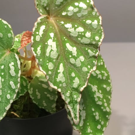 Begonia sp. from Aceh sumatera [LA1115-01T]
