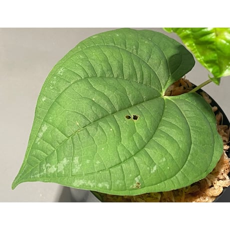 Dioscorea sp. from Chiang Mai [TK290518-1]