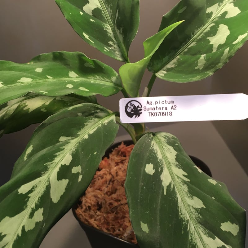 Aglaonema pictum from Sumatera A2 [TK070918]タグ付